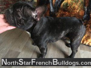 French Bulldog Male Indigo1