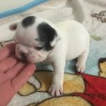French Bulldog Puppy 1 from Alice and Noiret