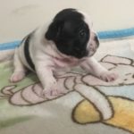 French Bulldog Puppy 2 from Alice and Noiret