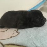 Black French Bulldog Puppy 2 from Tea and Draco