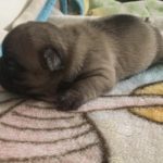 Blue Fawn or Blue Sable French Bulldog Puppy 3 from Tea and Draco